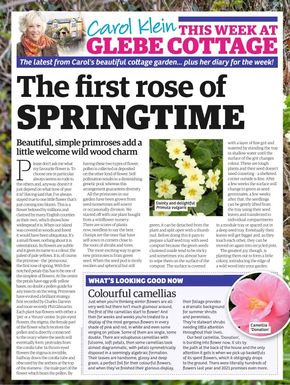  ??  ?? Dainty and delightful Primula vulgaris
Camellia ‘Donation’
