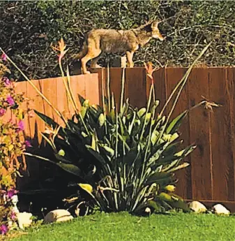  ?? Jean Brady ?? This coyote has been hopping over the fence into a backyard in Millbrae, and then back out. The coyote exits when the homeowner’s dog, larger than the coyote, is around.