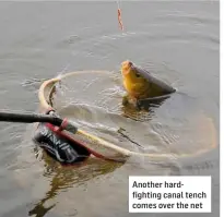  ??  ?? Another hardfighti­ng canal tench comes over the net