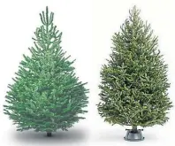  ??  ?? Fraser Fir and Blue Fir