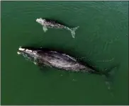  ?? GEORGIA DEPARTMENT OF NATURAL RESOURCES —
NOAA PERMIT #20556VIA AP ?? This Jan. 19photo provided by the Georgia Department of Natural Resources shows a North Atlantic right whale mother and calf in waters near Wassaw Island, Ga.