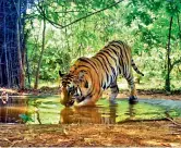  ?? —
BY ARRANGEMEN­T ?? Left: A tigress in the Amrabad Tiger reserve carries a piglet for its cubs. Right: A tiger quenches its thirst at a small puddle in the reserve area.