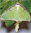  ??  ?? The Houston area is home to the luna moth, named for the Roman goddess Luna.