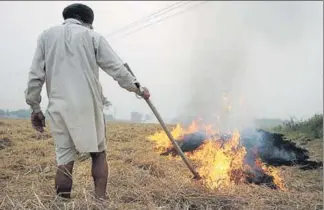  ?? HT FILE ?? A farmer burning paddy stubble near Patiala.