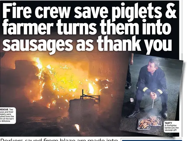  ??  ?? RESCUE Two sows and their piglets were saved from the fire at the barn in Wiltshire TASTY A firefighte­r barbecues the sausage gift