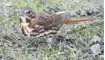  ?? BRUCE DI LABIO PHOTO ?? Watch for the fox sparrow in city parks, backyards and gardens.