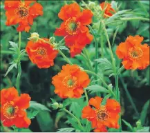  ?? ?? A popular choice for a great pop of floral colour are geums