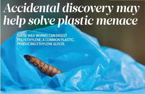  ?? AFP ?? A moth caterpilla­r commonly bred to provide fish bait feasts on a notoriousl­y resistant plastic, scientists say, raising hopes the creature can help manage the global problem of plastic-bag pollution.