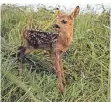  ?? FOTO: DPA ?? Das Rehkitz duckt sich bei Gefahr ins hohe Gras.