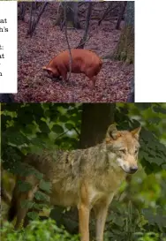  ??  ?? Above right: Prince Charles at Haywards Heath’s Coronation Meadow. Right: a pig rootling at Knepp. Below right: a wolf in the wild