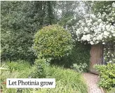  ??  ?? Let Photinia grow