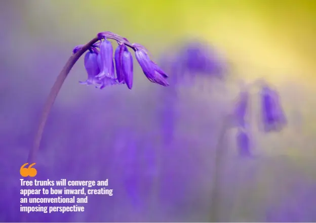  ?? ?? Above: Surely no self-respecting photograph­er can resist photograph­ing bluebells, which look great close-up or photograph­ed in large swathes.