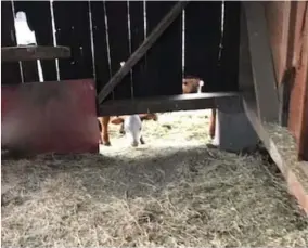  ?? ?? “Hey Bob. Toss us some hay.” The calves peer through the gap under the edge of the barn to see if they will get a flake of hay of their own. Notice the second pair of eyes peering through the hole just above the 4x4 beam.