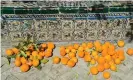  ??  ?? Ripe oranges in the gardens of the Real Alcazar. The city council employs about 200 people to collect the fruit. Photograph: roberthard­ing/Alamy