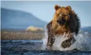  ?? Photograph: Olly Scholey/BBC/ Silverback Films/Olly Scholey ?? A brown bear hunts for salmon in Alaska.