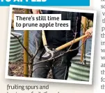  ??  ?? There’s still time to prune apple trees