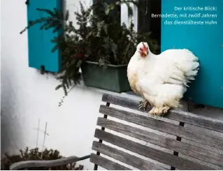  ??  ?? Der kritische Blick: Bernadette, mit zwölf Jahren das dienstälte­ste Huhn