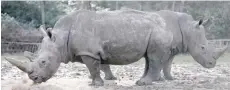  ?? — Reuters ?? White rhinoceros Bruno (R) and Gracie are seen in their enclosure at Thoiry zoo and wildlife park, about 50 km west of Paris.