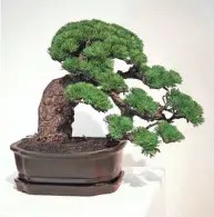  ??  ?? “Cascading Black Bonsai”