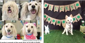  ?? COURTESY OF SCRUFFY TO FLUFFY PET SPA COURTESY OF DOGGIE DO’S PET SALON ?? A perfect example of the work done at Scruffy to Fluffy Pet Spa. The local pet groomer is one of many navigating the current restrictio­ns to operate safely and serve the community.
A happy client at Doggie Do’s Pet Salon poses in February before the shutdown.