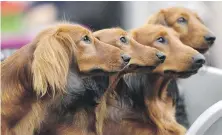  ?? THE ASSOCIATED PRESS ?? Dachshunds wait in a box before competitio­n at a dog show in Dortmund, Germany, in 2017. A new study has found that many of the popular stereotype­s about the behaviour of specific breeds aren’t supported by science.