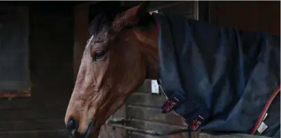  ??  ?? LOCKDOWN. Horses stand in their stables as tests for equine flu are conducted at stables.