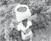  ?? TSVANGIRAY­I MUKWAZHI/AP 2019 ?? When the Fed raises interest rates, the impact can be felt by those in poorer countries, such as this coffee plantation worker in Mozambique.