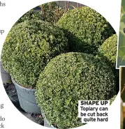 ?? ?? SHAPE UP Topiary can be cut back
quite hard
