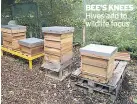  ??  ?? BEE’S KNEES Hives add to wildlife focus