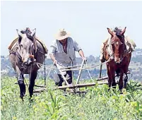  ?? ?? ▮ Más de cinco mil campesinos de Guerrero que fueron beneficiad­os con pequeños créditos por parte del Gobierno, no han liquidado su deuda.