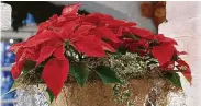  ?? KRT ?? Poinsettia­s come in festive red, among many colors.