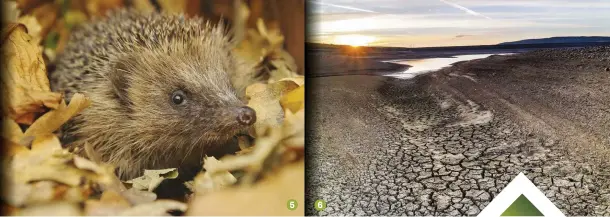  ??  ?? 5 6 5 Hedgehogs are now endangered 6 Parched ground at Selset Reservoir, County Durham
