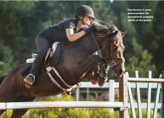  ??  ?? This Section C pony demonstrat­es the exceptiona­l jumping ability of the breed.