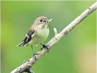  ??  ?? Pied flycatcher­s are particular­ly affected