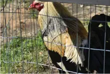  ?? Staff photo by Jim Williamson ?? ■ A fighting rooster crows in an individual pen next to the Sevier County jail in De Queen, Ark. Research continues to help the prosecutor to determine the fate of the roosters.