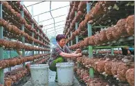  ??  ?? A farmer takes care of mushrooms in her greenhouse.