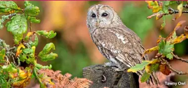  ?? ?? Tawny Owl