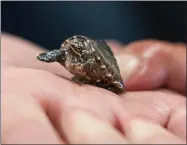  ?? AP PHOTO BY DAVID GOLDMAN ?? Lou Perrotti, the director of conservati­on programs at Roger Williams Park Zoo, holds a musk turtle in quarantine after it was confiscate­d in a wildlife bust, Tuesday, Nov. 1, 2022, in Providence, R.I. Scores of turtle species are under threat from poaching. The plight of turtles is expected to get plenty of attention at a wildlife trade conference in Panama in November.