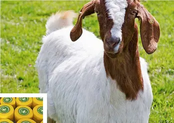  ??  ?? Meet the Fielding Cottage goats
