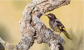  ?? AFP PIC ?? A decline in Australia’s rare regent honeyeater is killing off the bird’s ‘song culture’, with its young struggling to learn mating calls.