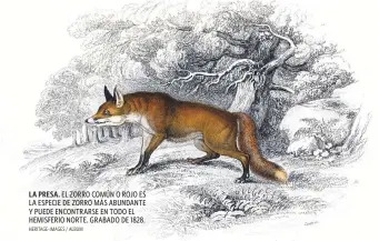  ?? HERITAGE-IMAGES / ALBUM ?? LA PRESA. EL ZORRO COMÚN O ROJO ES LA ESPECIE DE ZORRO MÁS ABUNDANTE Y PUEDE ENCONTRARS­E EN TODO EL HEMISFERIO NORTE. GRABADO DE 1828.