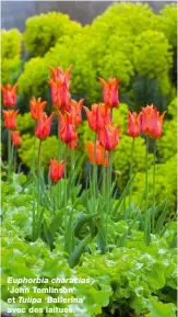  ?? ?? Euphorbia characias ‘John Tomlinson’ et Tulipa ‘Ballerina’ avec des laitues.