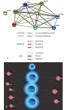  ??  ?? 注：A.基于 string 数据库的基因互作关系；
B.基于 OmicsNet 数据库的作用信号通路­预测
图 2 基于数据挖掘预测胃炎­康方分子作用机制