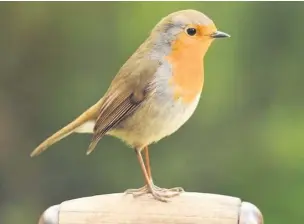  ?? RSPB ?? A Robin