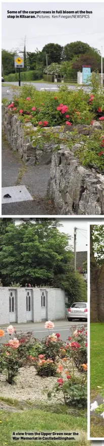  ?? Pictures: Ken Finegan/NEWSPICS ?? Some of the carpet roses in full bloom at the bus stop in KIlsaran.