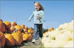  ?? JIM WATSON/ AFP/ GETTY IMAGES FILES ?? The joy of running through the pumpkin patch and spending hours selecting the perfect orange orb is a rite of passage.