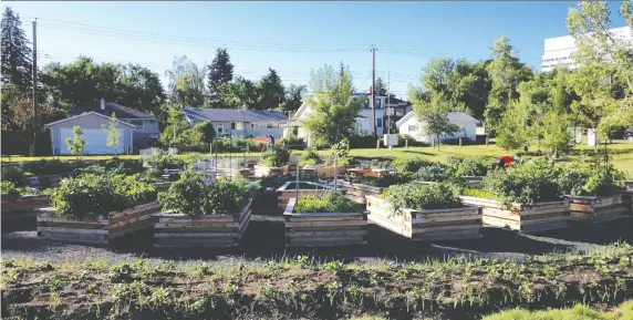  ?? PHOTOS: RICHARD WHITE ?? Community gardens, like this one in Parkdale, offer places to meet neighbours and to teach kids about growing food.