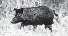  ?? Shannon Tompkins / Staff ?? Lack of forage during late winter forces feral hogs such as this boar to spend more time looking for food, improving the odds of success for hunters aiming to remove some of the destructiv­e invasives and collect a bounty of delicious pork.