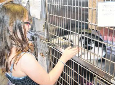  ?? TERESA WRIGHT/THE GUARDIAN ?? Bailey Wilson finds a feline friend to visit with at the P.E.I. Humane Society in Charlottet­own on Wednesday.