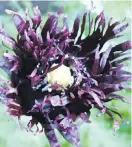  ??  ?? This poppy is called Black Swan Lace, an unusual fine-petalled flower in deep burgundy-black.